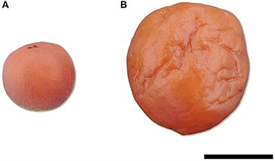 Comparative Study of the Physico- and Biochemical Properties of Two Types of Salted Japanese Apricot (Prunus mume) Pickles